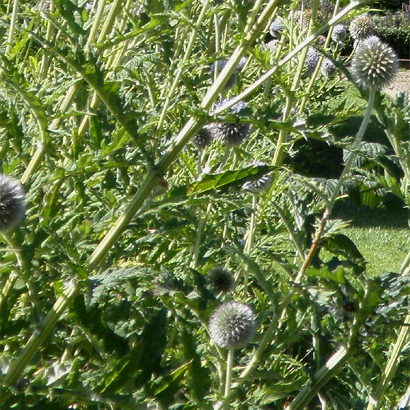 Echinops bannaticus Star Frost - Cardo pallottola (Fogliame)