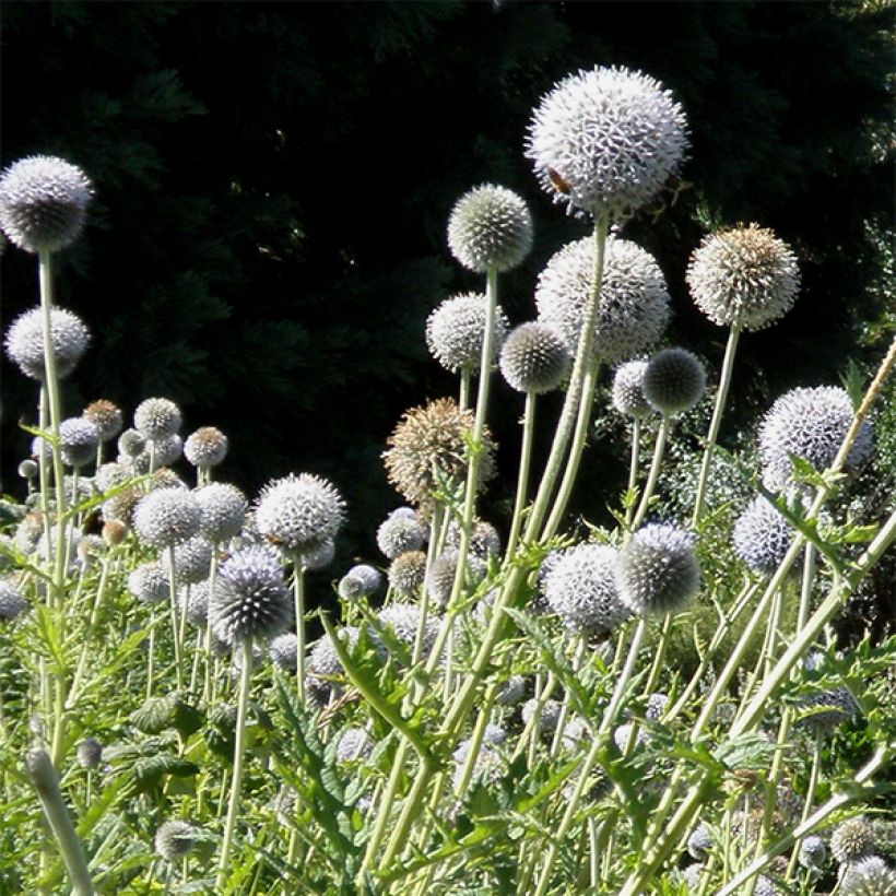 Echinops bannaticus Star Frost - Cardo pallottola (Fioritura)