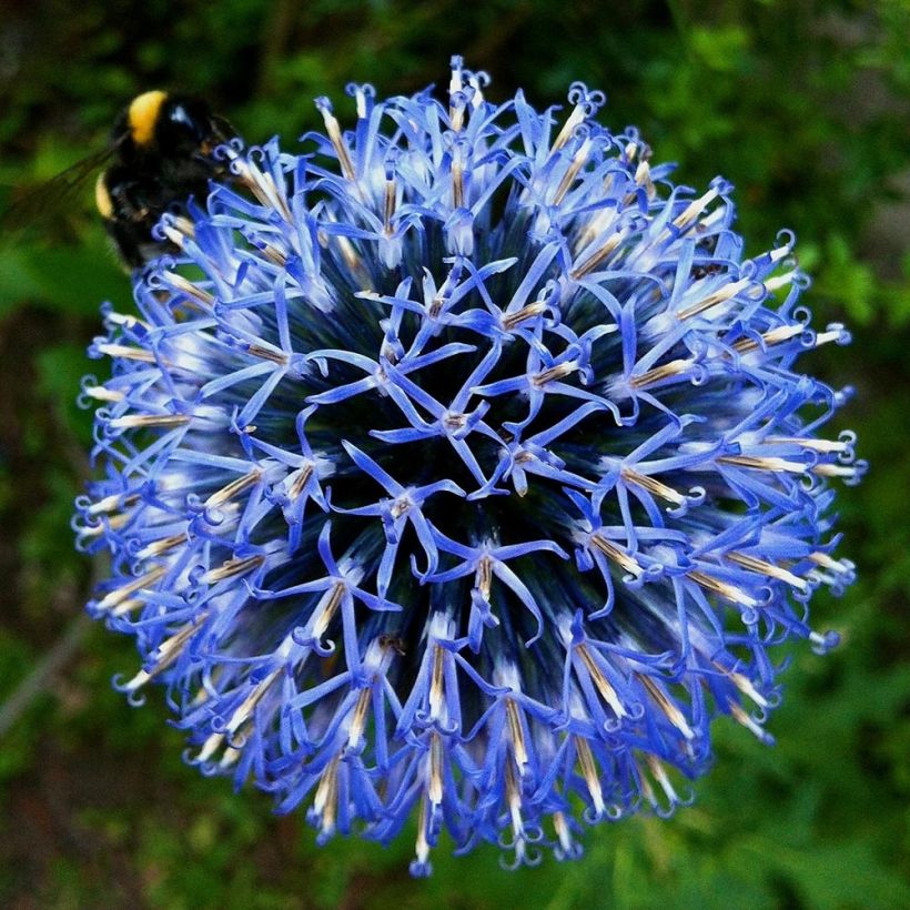 Echinops bannaticus Taplow Blue - Cardo pallottola (Fioritura)