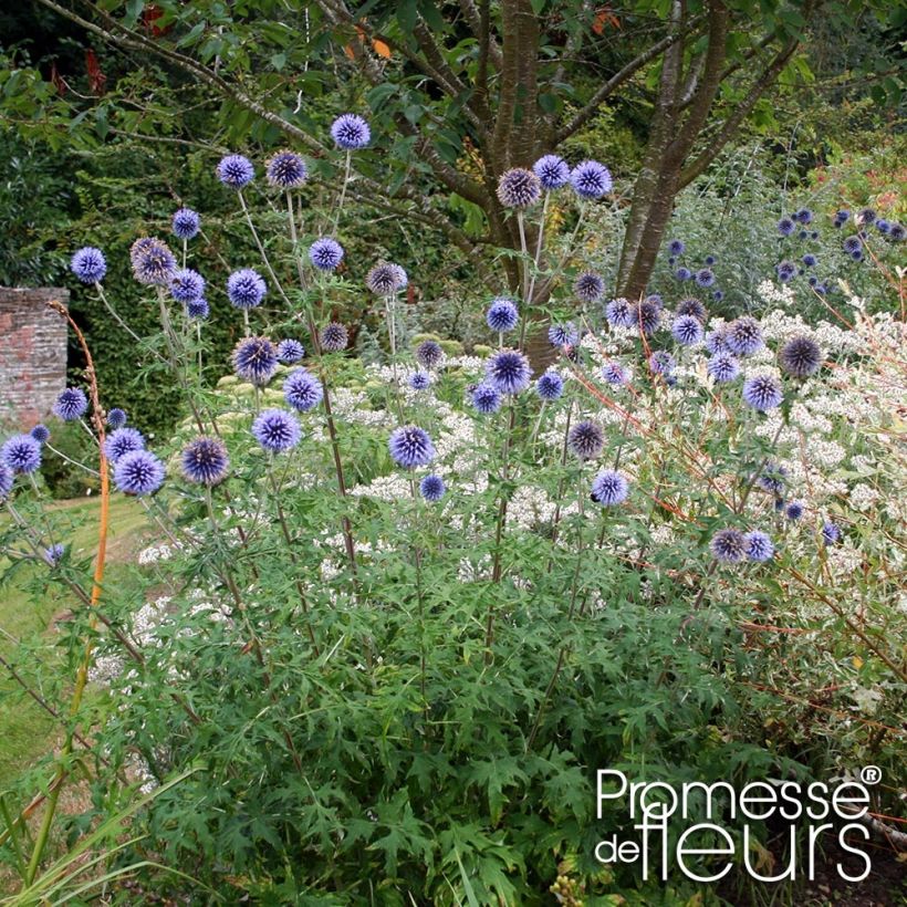 Echinops bannaticus Taplow Blue - Cardo pallottola (Porto)