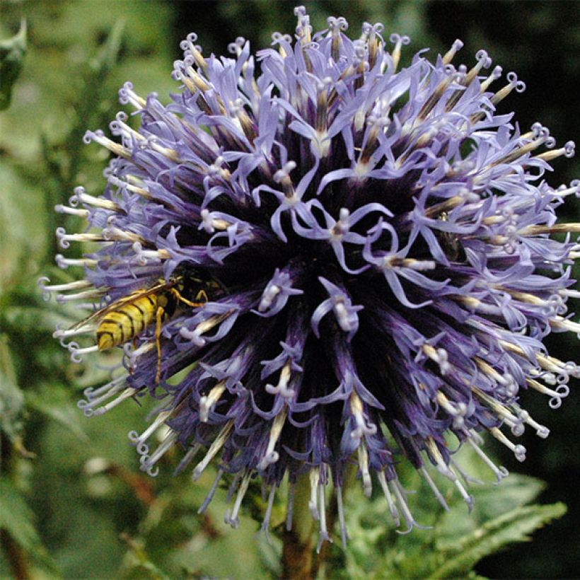 Echinops bannaticus Blue Globe - Cardo pallottola (Fioritura)