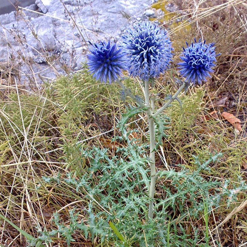 Echinops bannaticus Blue Globe - Cardo pallottola (Porto)