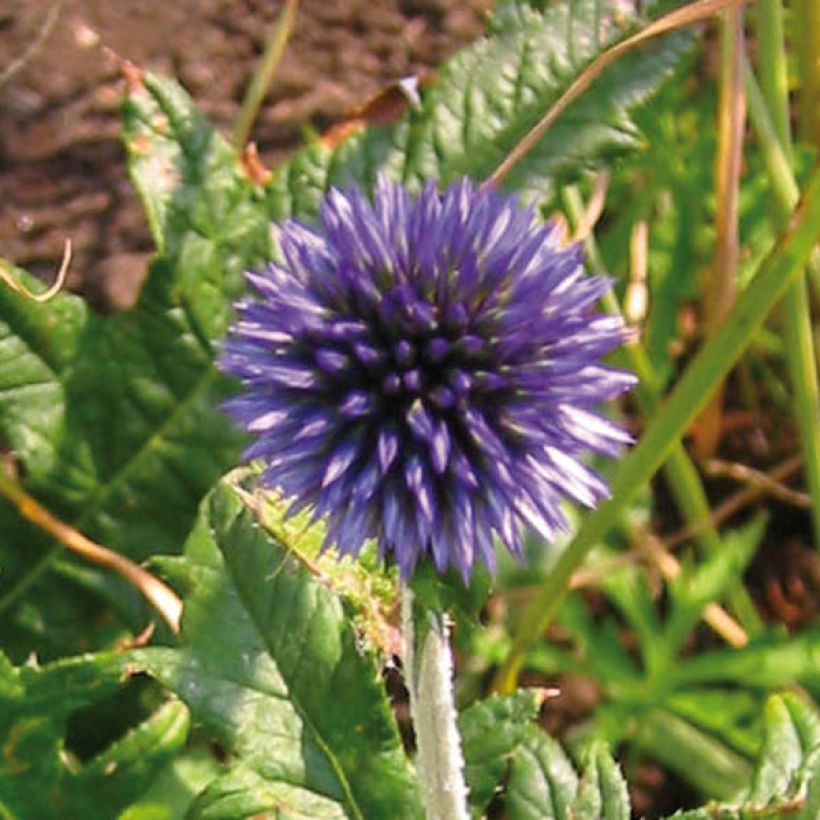 Echinops ritro - Cardo-pallottola coccodrillo (Fioritura)