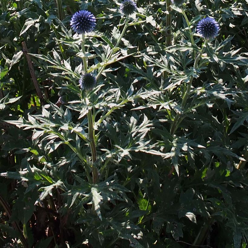 Echinops ritro Veitch’s Blue - Cardo-pallottola coccodrillo (Fogliame)