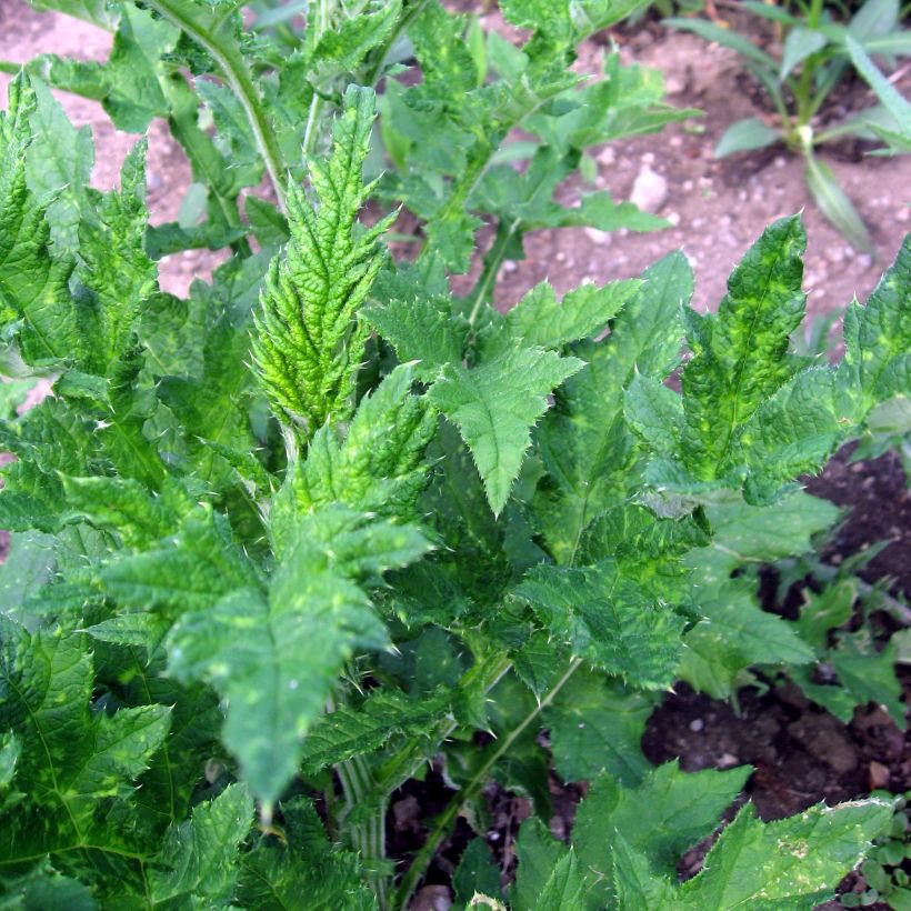 Echinops sphaerocephalus - Cardo-pallottola maggiore (Fogliame)