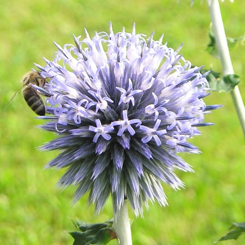 Echinops sphaerocephalus - Cardo-pallottola maggiore (Fioritura)