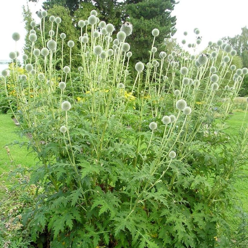 Echinops sphaerocephalus - Cardo-pallottola maggiore (Porto)