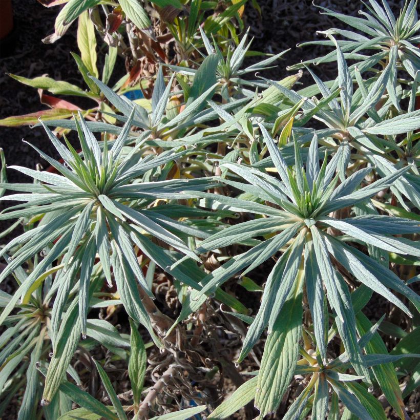 Echium candicans - Viperina candeggiante (Fogliame)