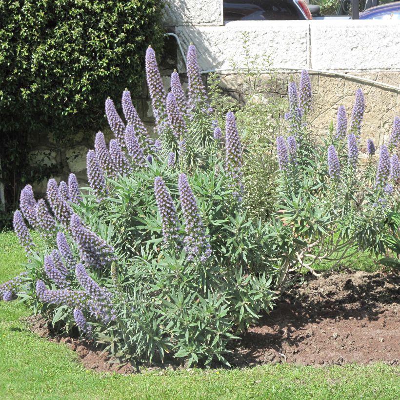 Echium candicans - Viperina candeggiante (Fioritura)