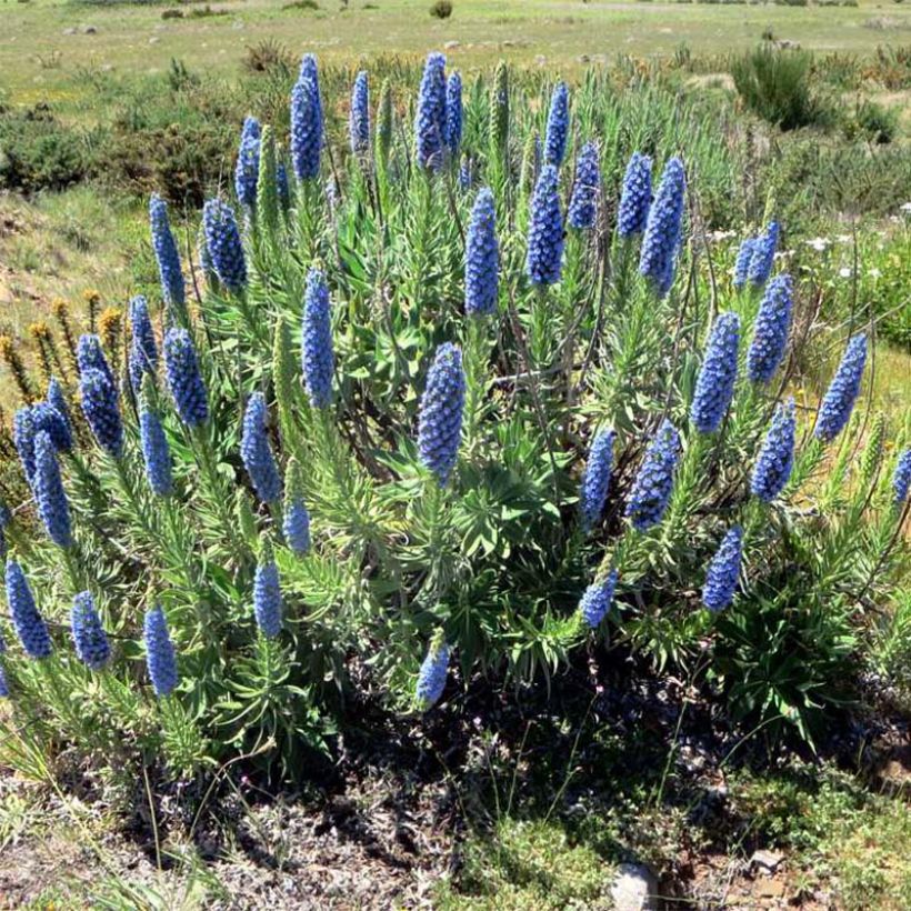 Echium candicans - Viperina candeggiante (Porto)