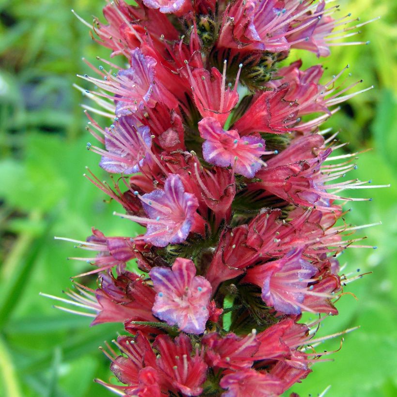 Echium russicum - Viperina (Fioritura)