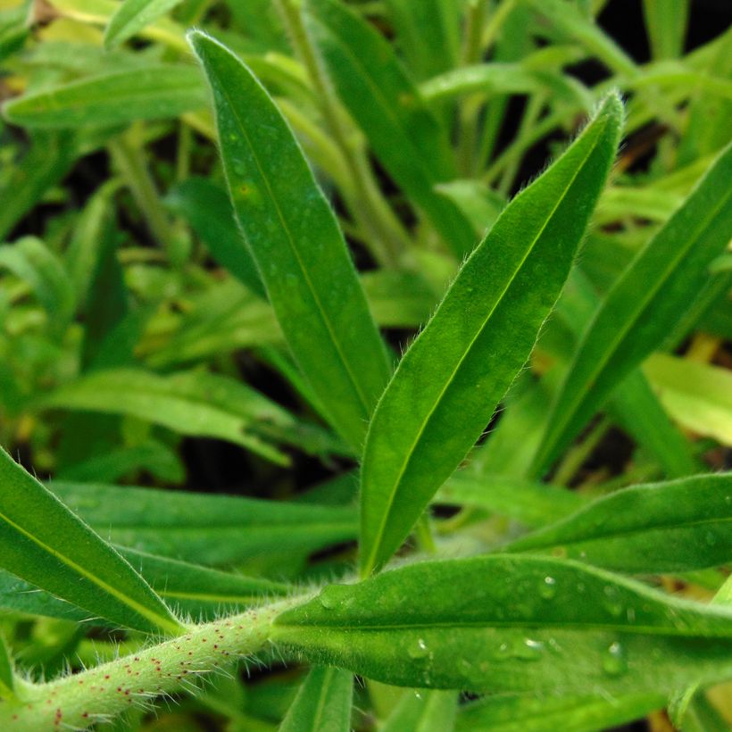 Echium vulgare - Viperina azzurra (Fogliame)