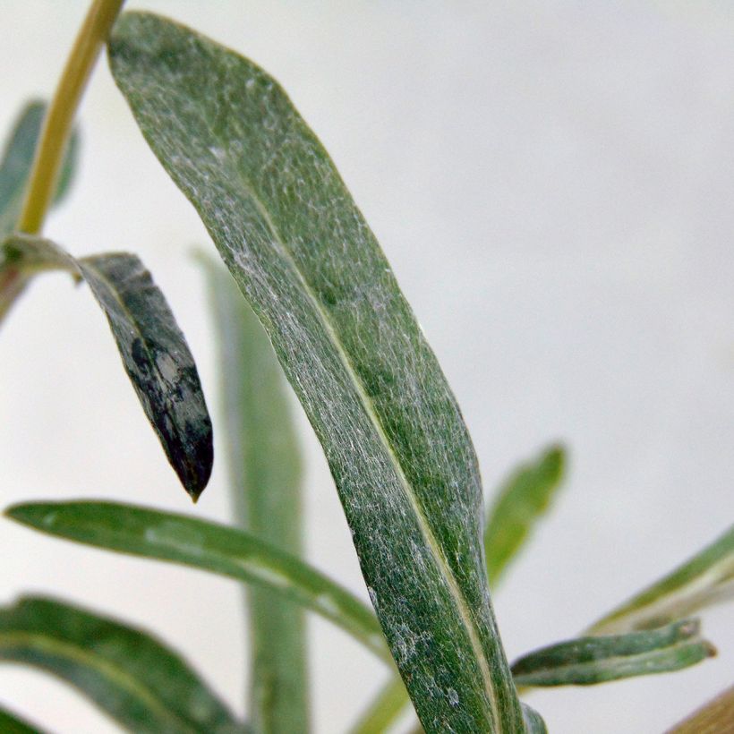 Leontopodium alpinum - Stella alpina (Fogliame)