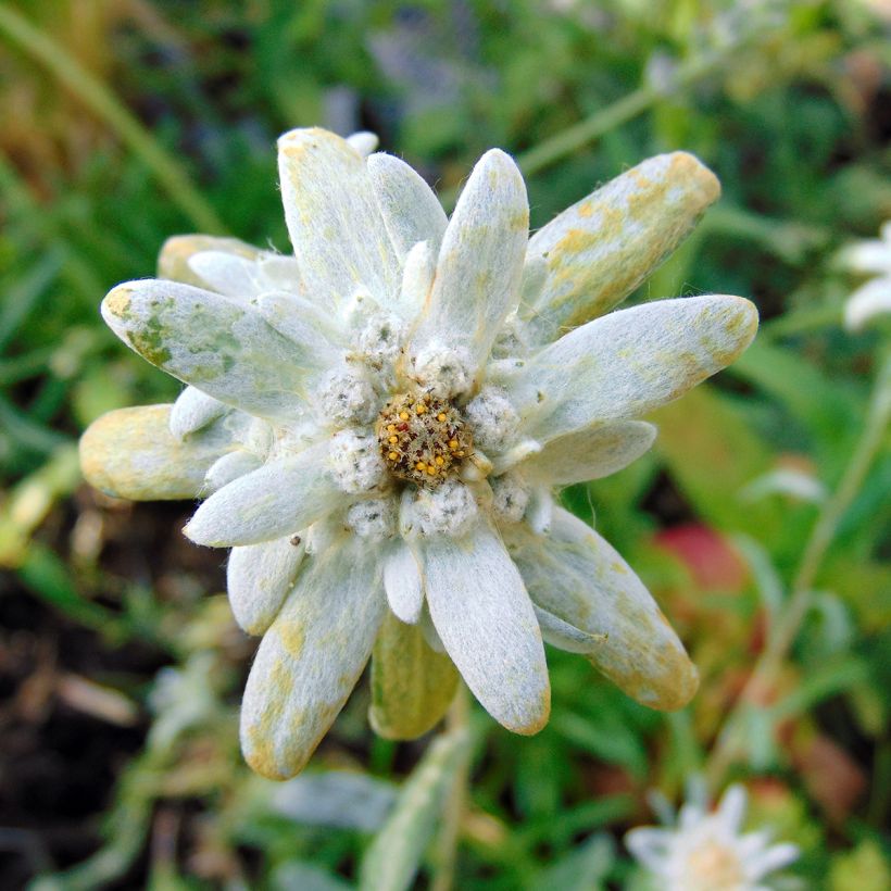 Leontopodium alpinum - Stella alpina (Fioritura)