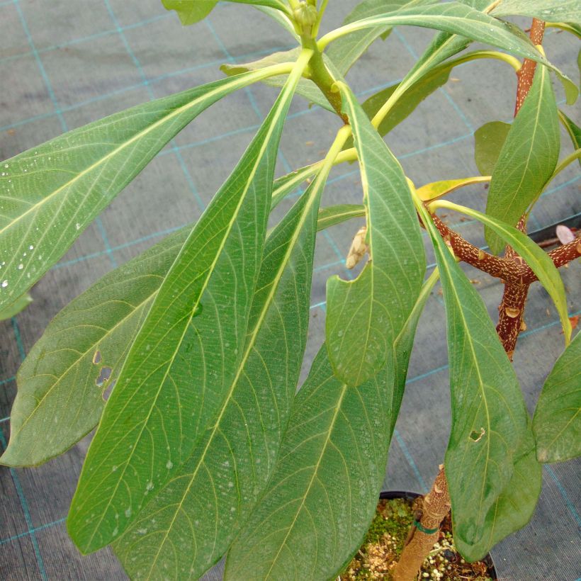 Edgeworthia chrysantha Nanjing Gold - Bastone di san Giuseppe (Fogliame)