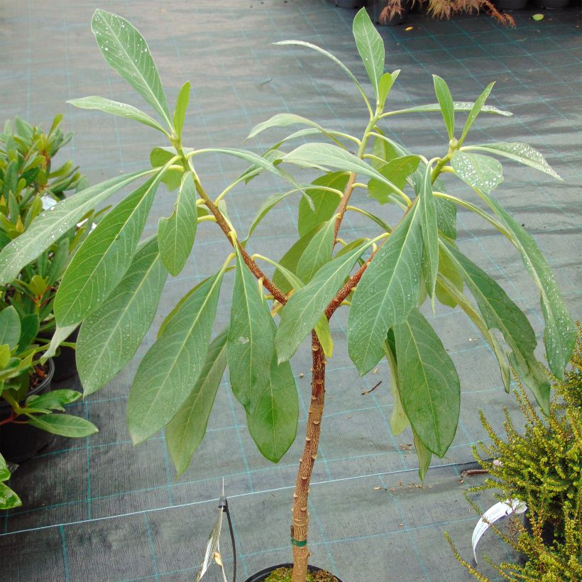 Edgeworthia chrysantha Nanjing Gold - Bastone di san Giuseppe (Porto)