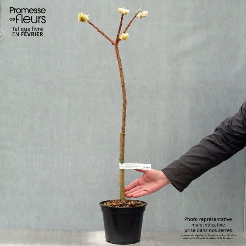 Edgeworthia chrysantha Nanjing Gold - Buisson à papier Pot de 2L/3L esemplare consegnato in inverno