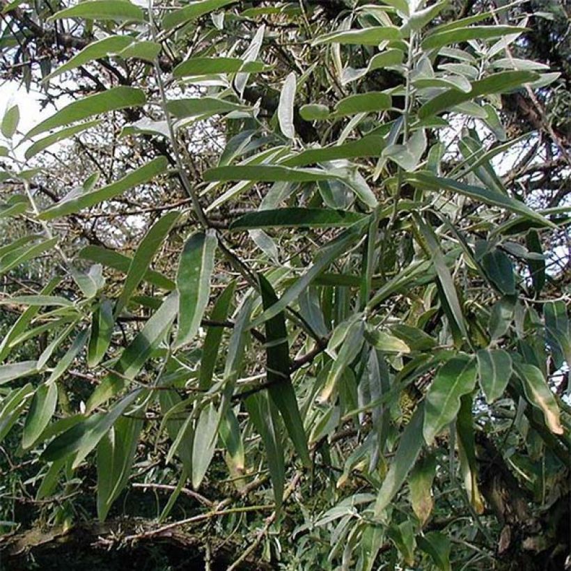 Elaeagnus angustifolia - Olivagno (Fogliame)