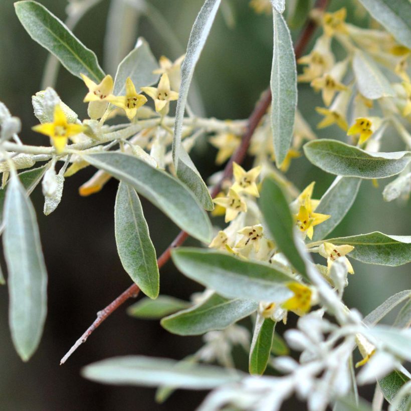 Elaeagnus angustifolia - Olivagno (Fioritura)