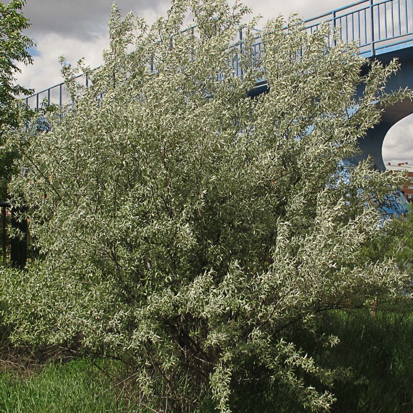 Elaeagnus angustifolia - Olivagno (Porto)