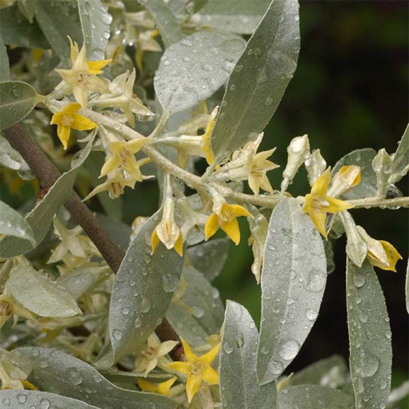 Elaeagnus commutata Zempin - Eleagno (Fioritura)