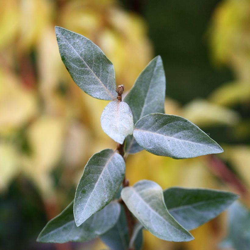 Elaeagnus commutata Zempin - Eleagno (Fogliame)