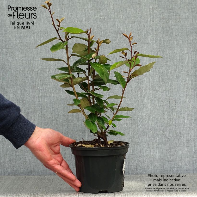 Elaeagnus ebbingei - Chalef de Ebbing 30/40cm en pot de 3L/4L esemplare consegnato in primavera