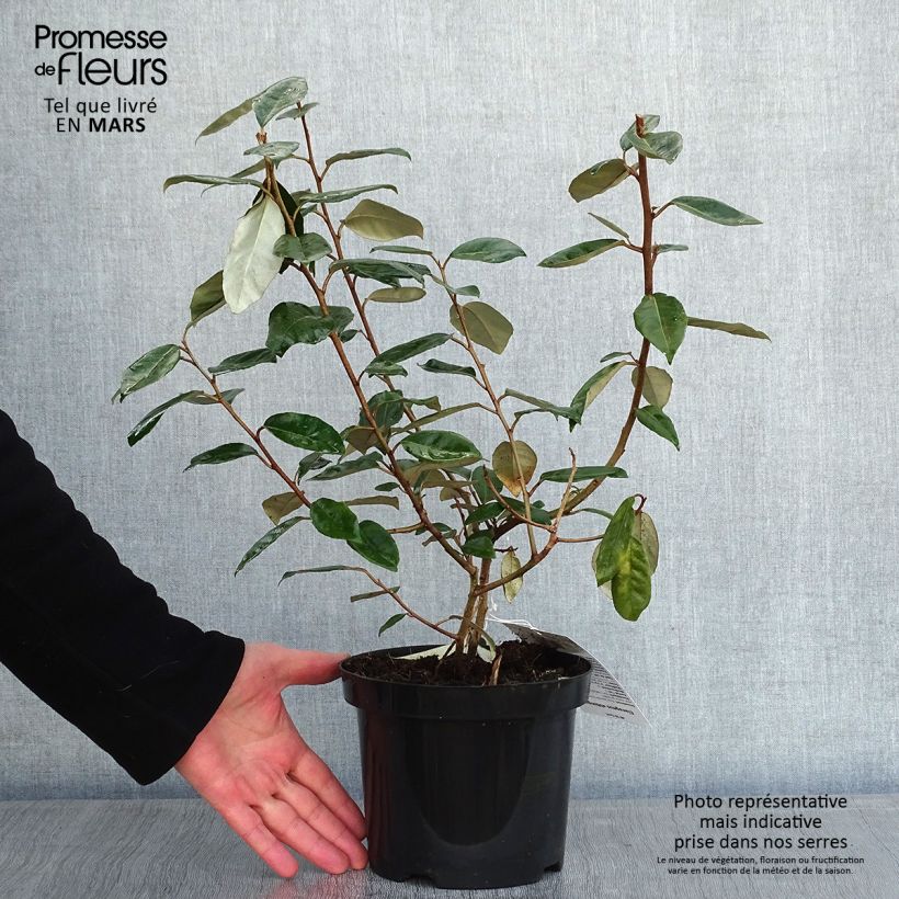 Elaeagnus ebbingei - Chalef de Ebbing 60/80cm en pot de 4/5L esemplare consegnato in inverno