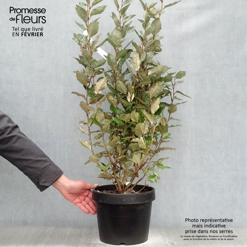 Elaeagnus ebbingei - Chalef de Ebbing en pot de 7.5L 80/100cm esemplare consegnato in inverno