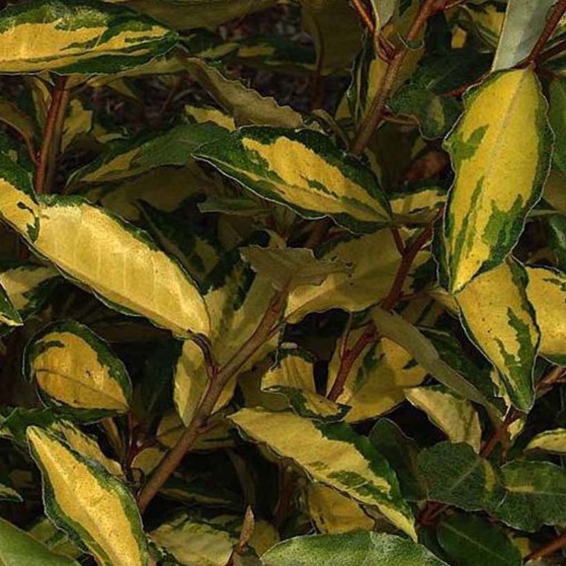 Elaeagnus ebbingei Eleador - Eleagno (Fogliame)