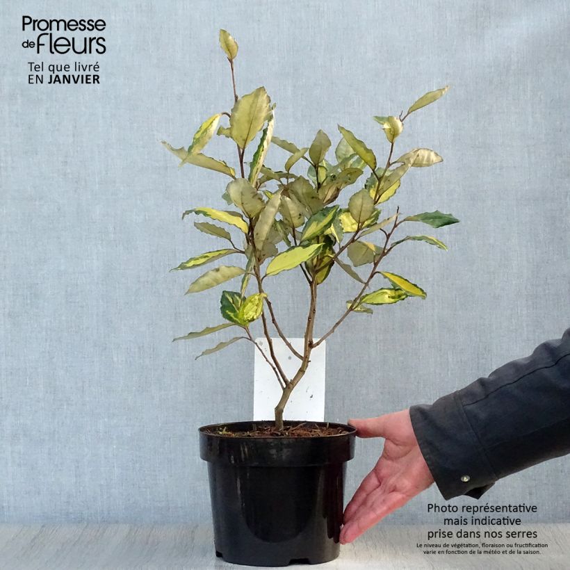 Elaeagnus ebbingei Eleador - Chalef en pot de 3/4L esemplare consegnato in inverno