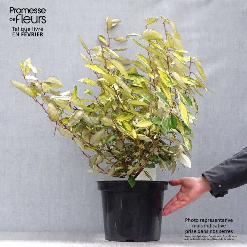 Elaeagnus ebbingei Eleador - Chalef en pot de 7,5L/10L esemplare consegnato in inverno