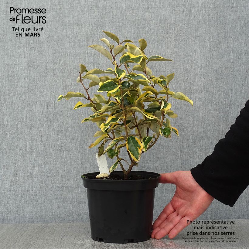 Elaeagnus ebbingei Gilt Edge - Chalef en pot de 2L/3L esemplare consegnato in inverno