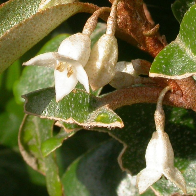 Elaeagnus pungens Hosuba Fukurin - Olivagno pungente (Fioritura)