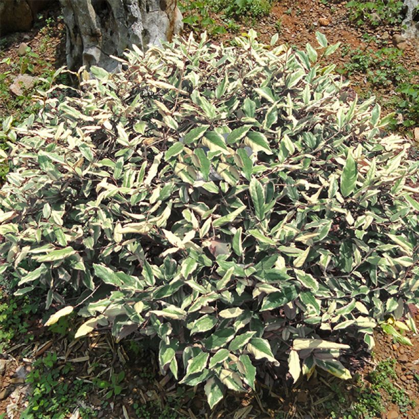 Elaeagnus pungens Hosuba Fukurin - Olivagno pungente (Porto)