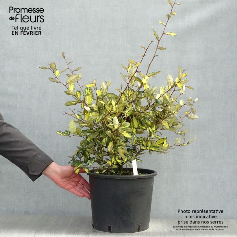 Elaeagnus pungens Maculata 80/100cm en pot de 12L - Chalef panaché esemplare consegnato in inverno