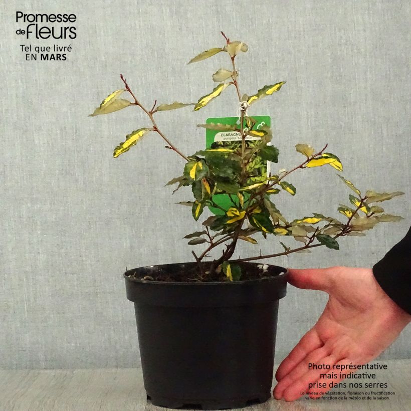 Elaeagnus pungens Maculata en pot de 2L/3L - Chalef panaché esemplare consegnato in inverno