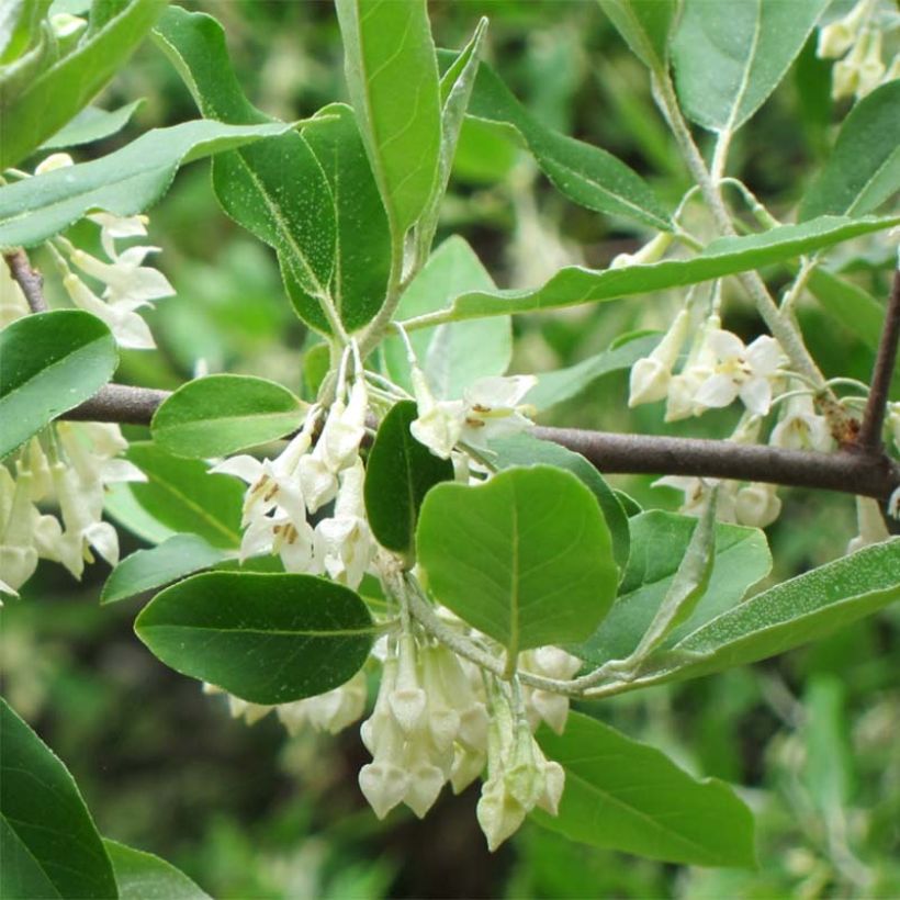 Elaeagnus umbellata - Eleagno ombrelliforme (Fogliame)