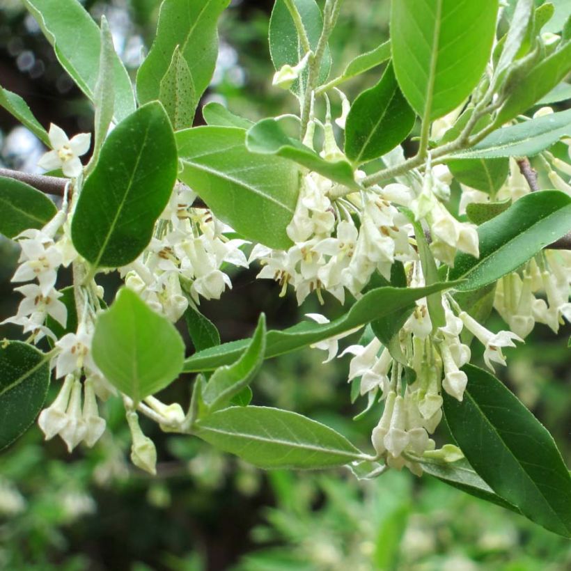 Elaeagnus umbellata - Eleagno ombrelliforme (Fioritura)