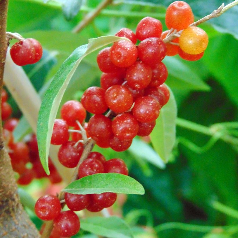 Elaeagnus umbellata Pointilla Amoroso - Eleagno ombrelliforme (Raccolta)