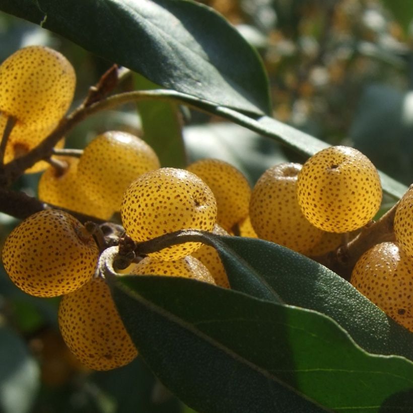 Elaeagnus umbellata Fortunella - Eleagno ombrelliforme (Raccolta)