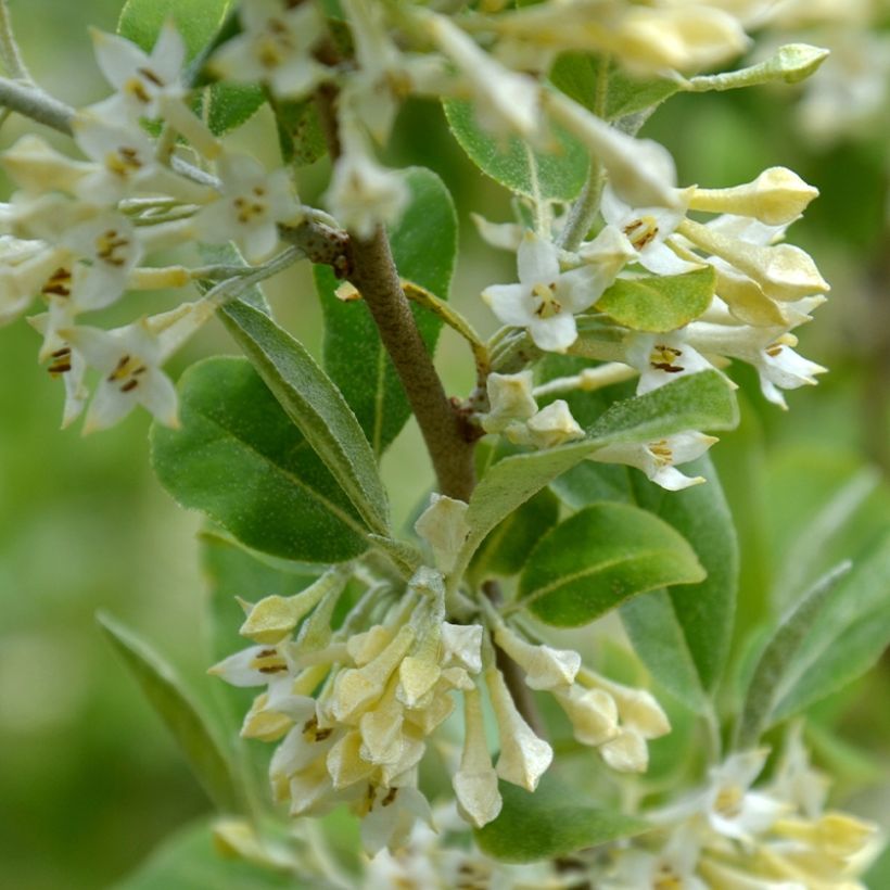 Elaeagnus umbellata Fortunella - Eleagno ombrelliforme (Fioritura)