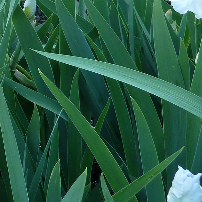 Iris germanica Immortality - Giaggiolo paonazzo (Fogliame)