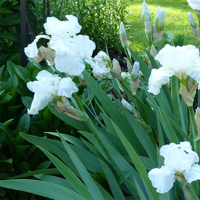 Iris germanica Immortality - Giaggiolo paonazzo (Fioritura)