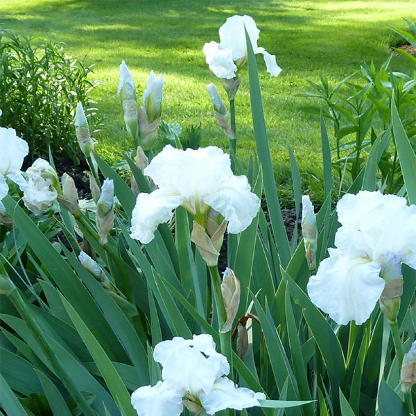 Iris germanica Immortality - Giaggiolo paonazzo (Porto)