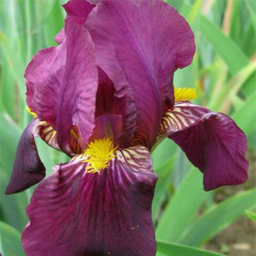 Iris germanica Red Orchid - Giaggiolo paonazzo (Fioritura)