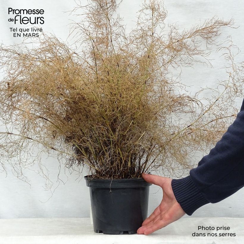 Elegia capensis - Prêle restio - Pot de 2L/3L esemplare consegnato in primavera