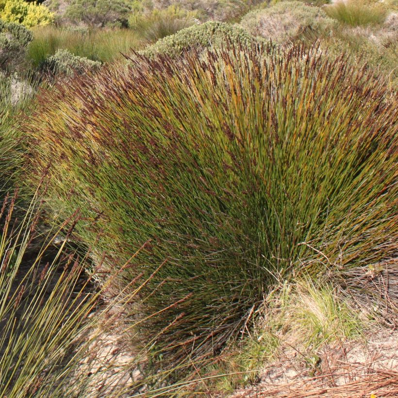 Elegia tectorum Fish Hoek (Fioritura)