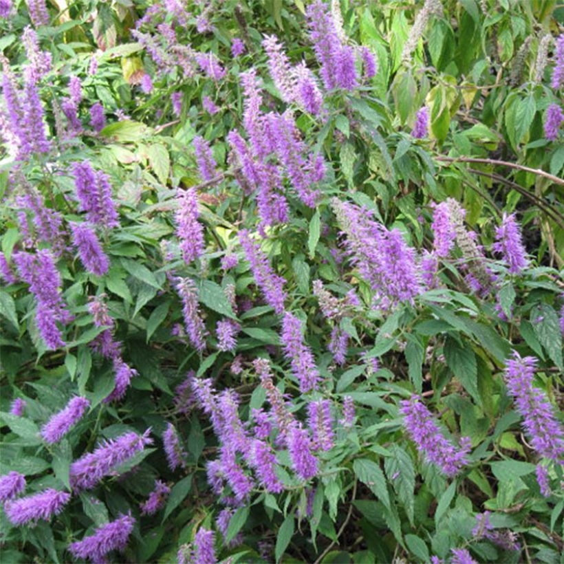 Elsholtzia stauntonii - Menta arbustiva (Fioritura)