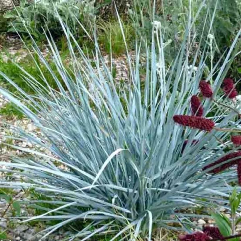 Elymus magellanicus (Porto)